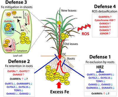 Corrigendum: How Does Rice Defend Against Excess Iron?: Physiological and Molecular Mechanisms